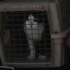 Cats Eating Cat: 200 Animals Found In Deplorable Conditions In LI Home